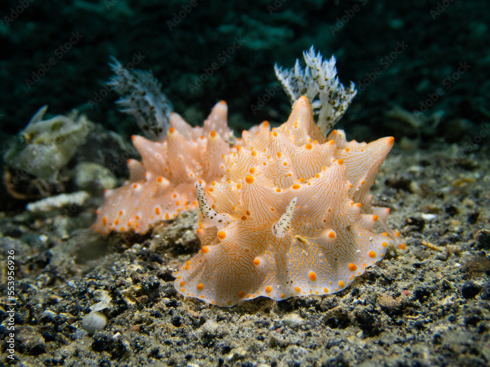 Two white and orange nudibranch (Halgerda batangas) on the sand Two white and orange nudibranch (Halgerda batangas) on the sand