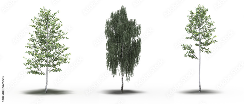 Fototapeta premium large tree with a shadow under it, isolated on a transparent background, 3D illustration, cg render