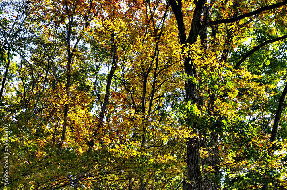 Obraz premium 奥武蔵 大ヨケノ頭 金比羅尾根の紅葉 