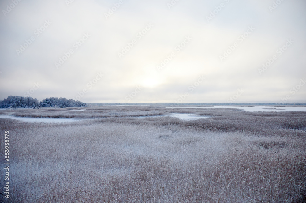 Beautiful winter landscape with lake full of reed covered with hoar frost and snowy forest on the edge, selective focus