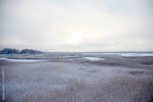Beautiful winter landscape with lake full of reed covered with hoar frost and snowy forest on the edge, selective focus