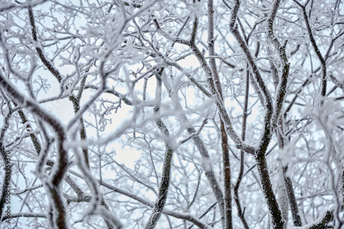 A winter tree with black trunk and branches white of hoar frost and snow, selective focus