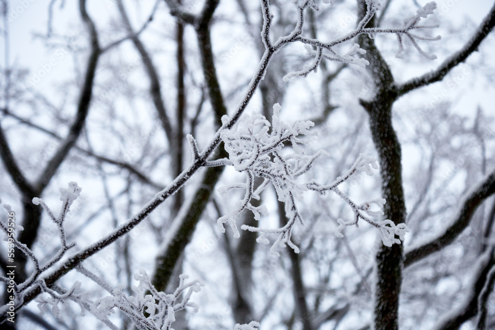 A winter tree with black trunk and branches white of hoar frost and snow, selective focus