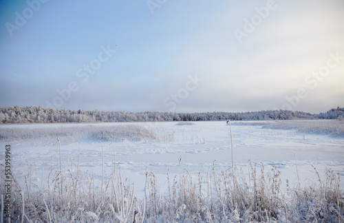 Beautiful winter landscape with lake full of reed covered with hoar frost and snowy forest on the edge  selective focus