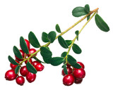 Lingonberry (fruits of Vaccinium vitis-idaea) with leaves isolated png