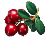 Lingonberry (fruits of Vaccinium vitis-idaea) with leaves isolated png