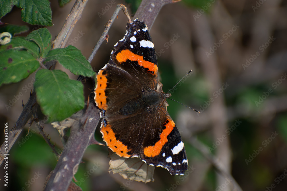 Mariposa Vanessa Atalanta con las alas desplegadas Mariposa Vanessa Atalanta con las alas desplegadas
