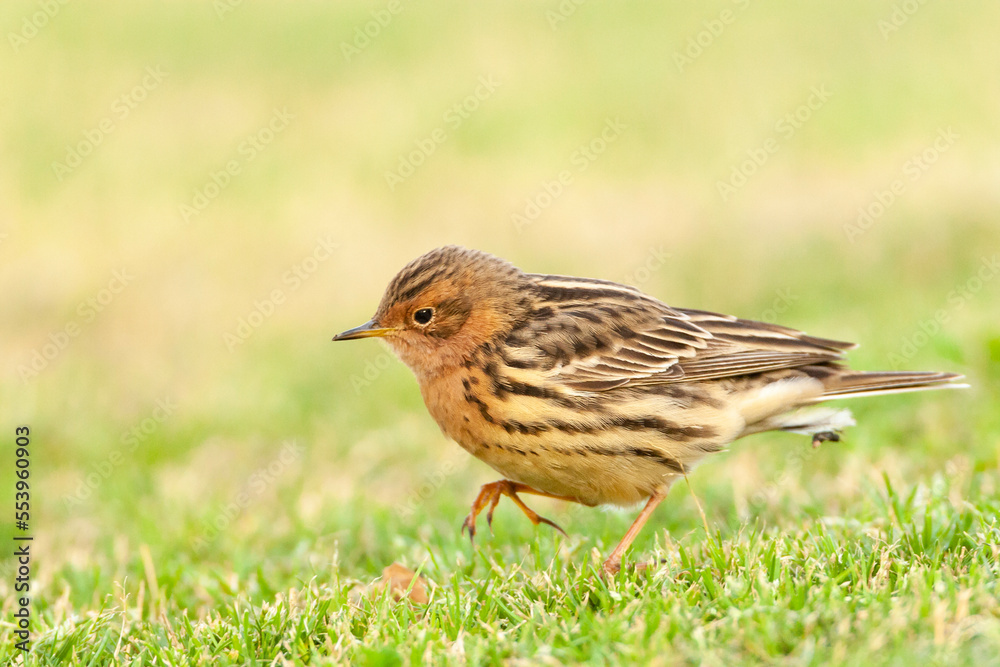 Roodkeelpieper, Red-throated Pipit, Anthus cervinus Roodkeelpieper, Red-throated Pipit, Anthus cervinus