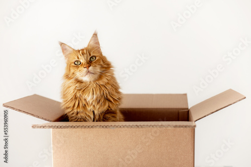 a cat in a box. A gift for the holiday. Delivery of animals.Mainecoon © olga