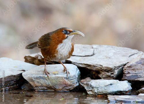 Roodwangkruiplijster, Rusty-cheeked Scimitar-Babbler, Erythrogenys erythrogenys photo