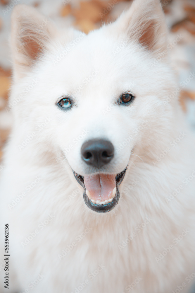 white dog portrait white dog portrait