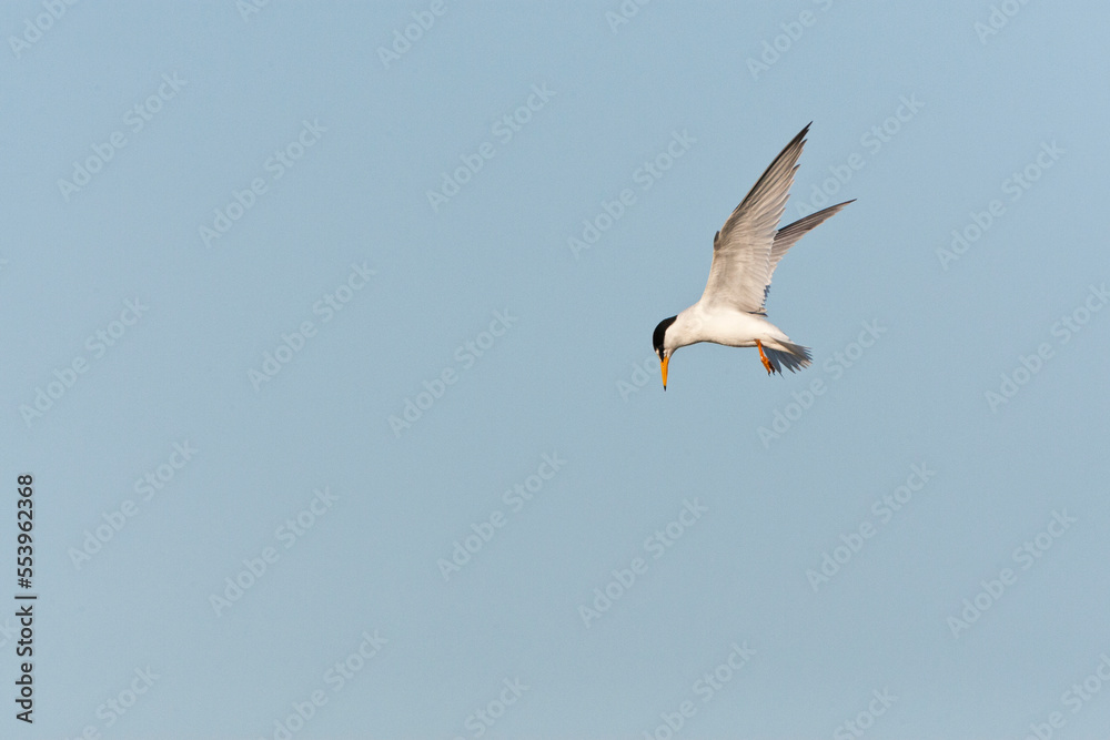 Dwergstern, Little Tern, Sternula albifrons