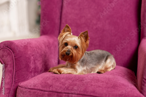 A small Yorkshire terrier with a stylish haircut from groomers sleeps on a soft bed or looks at a person. The puppy's coat is pink-purple. The color of the dog