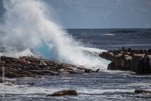 seal rookery at the Cape of Good hope in South Africa