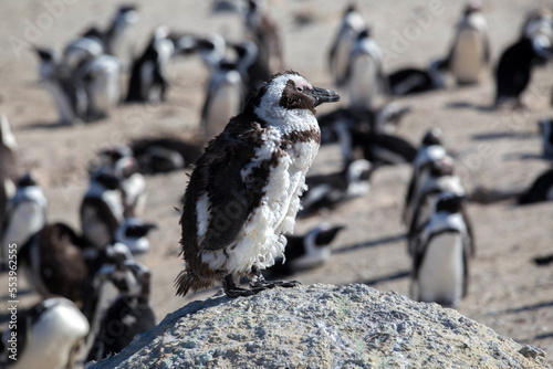 penguins at the cape of good hope in south africa