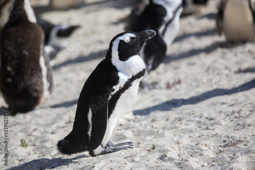 penguins at the cape of good hope in south africa