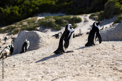 penguins at the cape of good hope in south africa