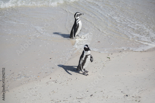 penguins at the cape of good hope in south africa