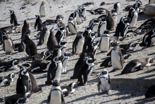 penguins at the cape of good hope in south africa