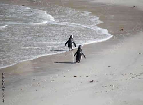 penguins at the cape of good hope in south africa