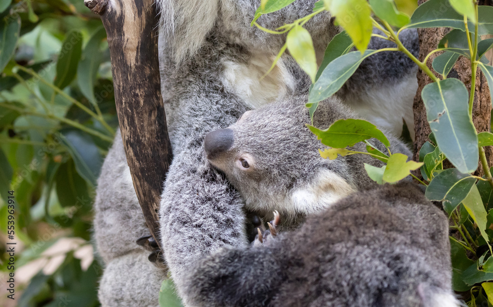 Fototapeta premium koala bear baby held by mom