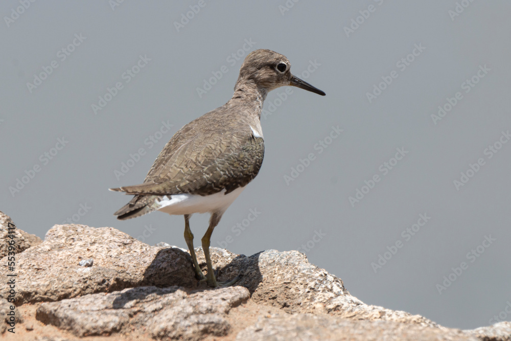 Chevalier guignette,.Actitis hypoleucos, Common Sandpiper