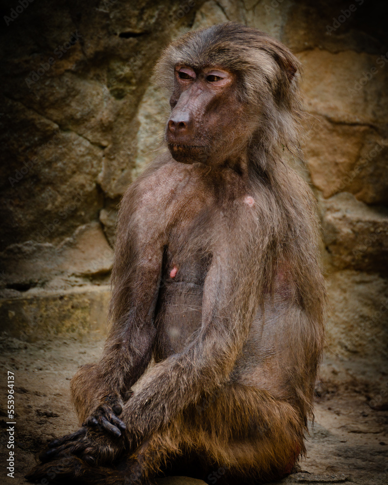 baboon sitting on the ground
