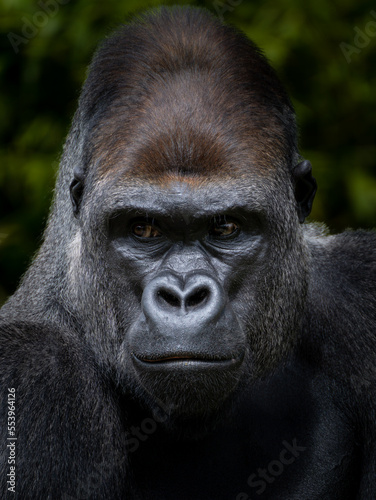 Gorilla in the zoo © TAKUMA
