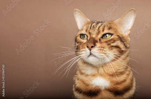 Funny muzzle of a Bengal cat on a brown background.