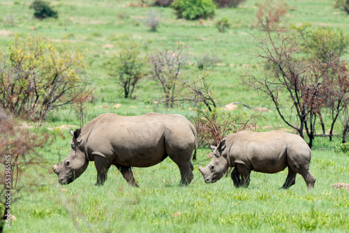 Rhinocéros blanc, corne coupée, femelle et jeune, white rhino, Ceratotherium simum, Parc national Kruger, Afrique du Sud