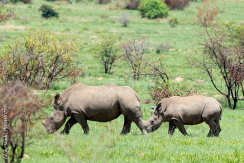Rhinoc  ros blanc  corne coup  e  femelle et jeune  white rhino  Ceratotherium simum  Parc national Kruger  Afrique du Sud