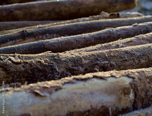 frozen wood in the forest