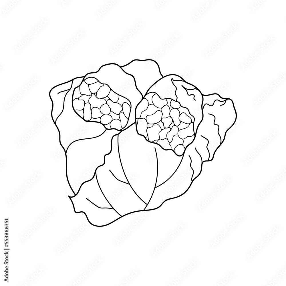Sarma (dolma), stuffed grape leaves with rice and meat. Bulgarian traditional food. Vector hand-drawn illustration. Design element for menu cafe, bistro, restaurant. Sarma (dolma), stuffed grape leaves with rice and meat. Bulgarian traditional food. Vector hand-drawn illustration. Design element for menu cafe, bistro, restaurant.