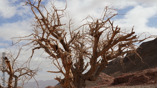 Dry acacia tree in desert of the Negev, Timna Park, Israel