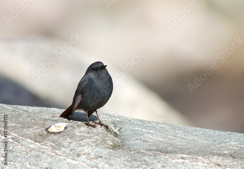 Waterroodstaart, Plumbeous Redstart, Rhyacornis fuliginosa photo