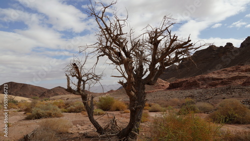 Dry acacia tree in desert of the Negev, Timna Park, Israel
