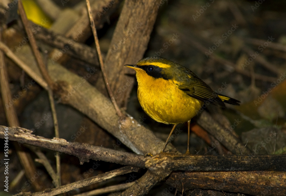Obraz premium Goudstaart, Golden Bush Robin, Luscinia chrysaea