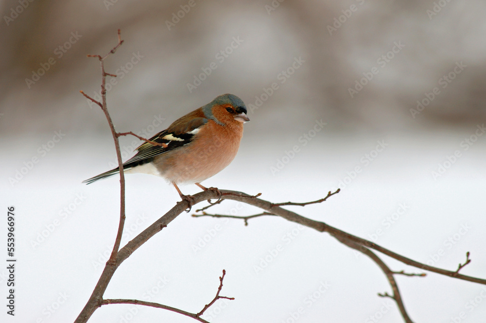 Common Chaffinch, Vink, Fringilla coelebs