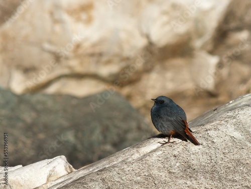 Waterroodstaart, Plumbeous Water-Redstart, Rhyacornis fuliginosa photo