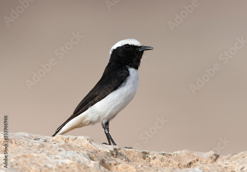 Oostelijke Rouwtapuit, Eastern Mourning Wheatear, Oenanthe lugens