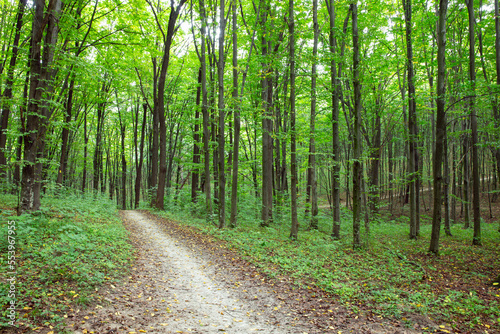 Path in green summer forest