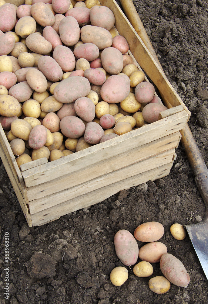 harvesting potatoes on an agricultural field harvesting potatoes on an agricultural field