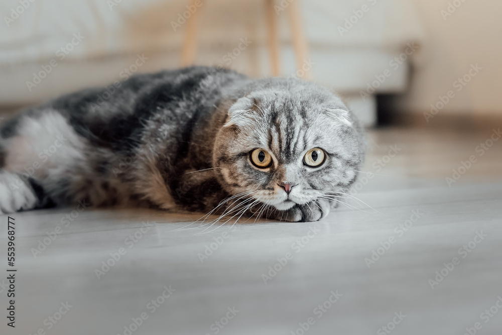 Scottish fold cat at home. Domestic cat.Life with pet. 