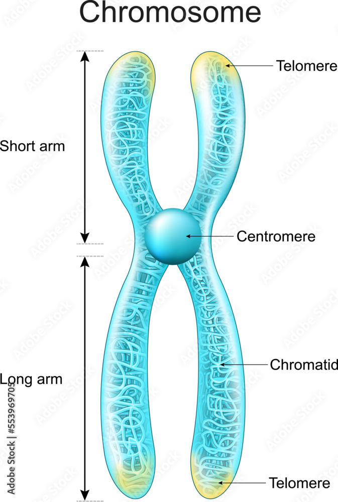 Structure of Chromosome. Chromatid, Centromere, Short and Long arms