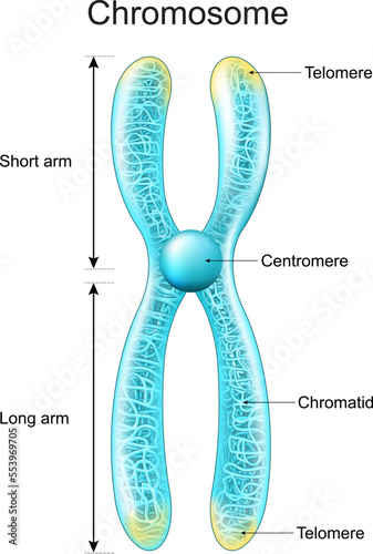 Structure of Chromosome. Chromatid, Centromere, Short and Long arms. metaphase.
