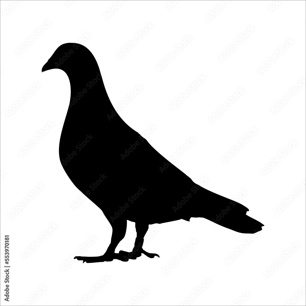 Fototapeta premium Beautiful black pigeon silhouette isolated on white background illustration 
