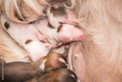 Newborn puppies Chinese crested dog sucking maternal milk