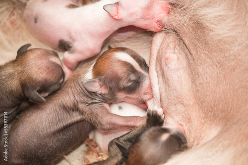 Newborn puppies Chinese crested dog sucking maternal milk