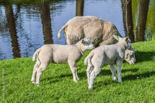 Dutch Mother Sheep And Lambs In The Grass At Duivendrecht The Netherlands photo