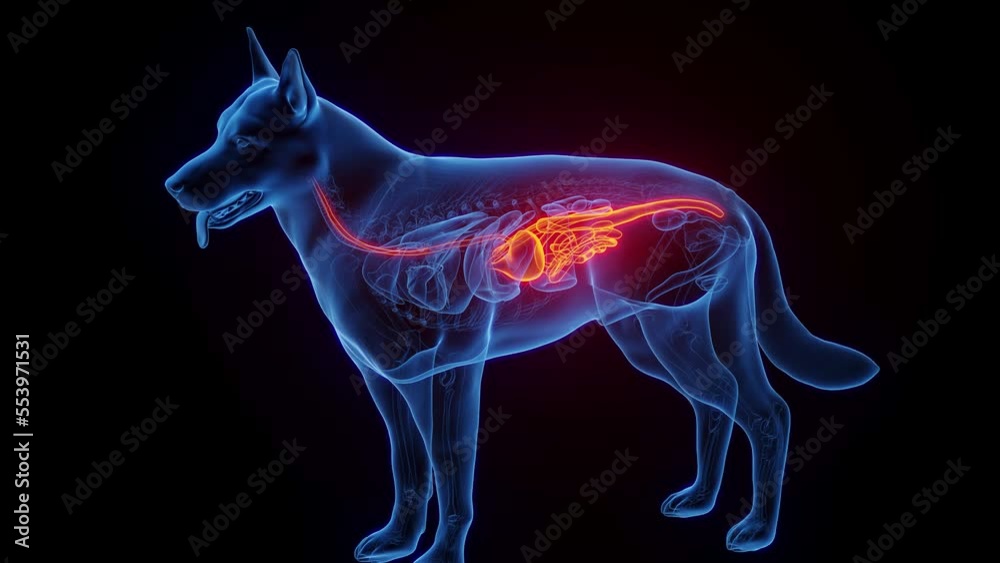 3D medical animation of a dog's digestive tract 3D medical animation of a dog's digestive tract